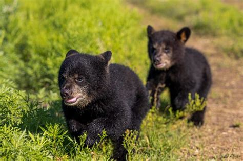 baylor bear cubs